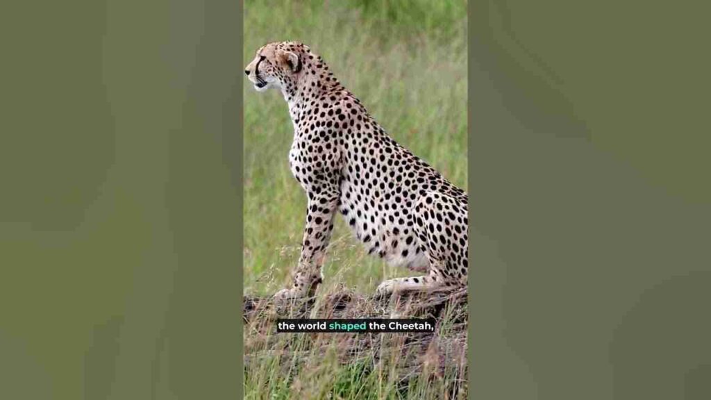 Cheetah Quotes