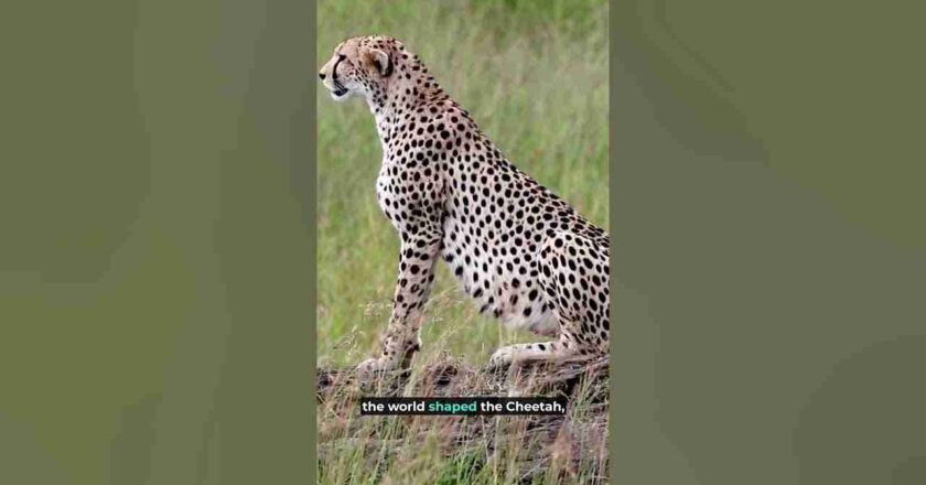 Exploring the Fierce Grace of Speed: 60 Cheetah Quotes