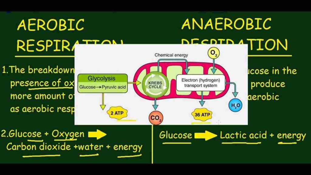 12 Key Difference between Aerobic and Anaerobic Respiration class 10