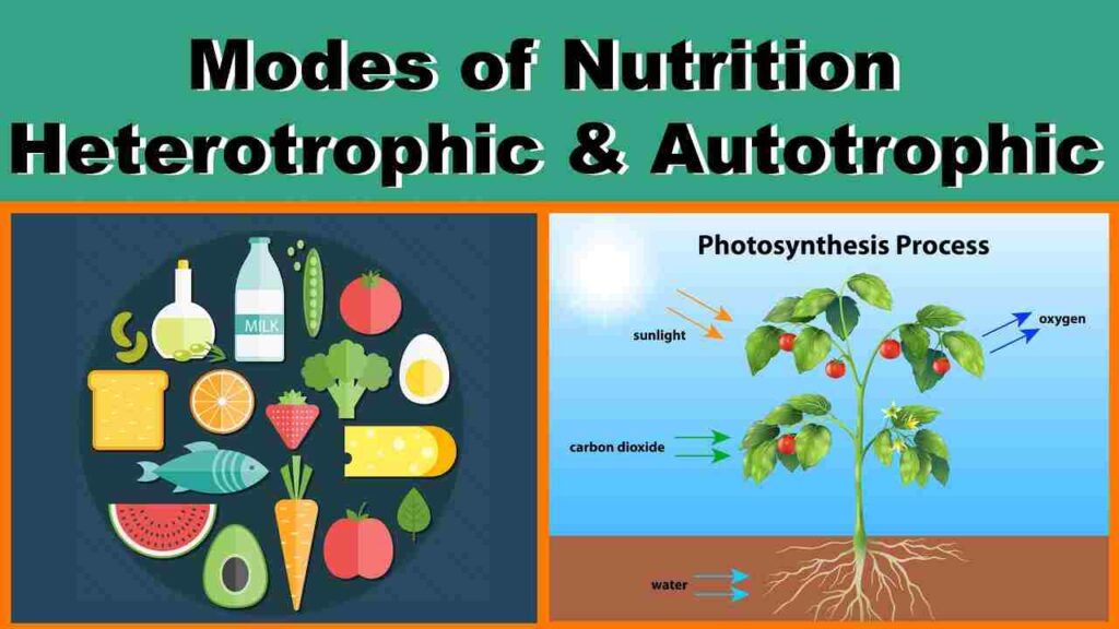 Difference between Autotrophic nutrition and Heterotrophic nutrition