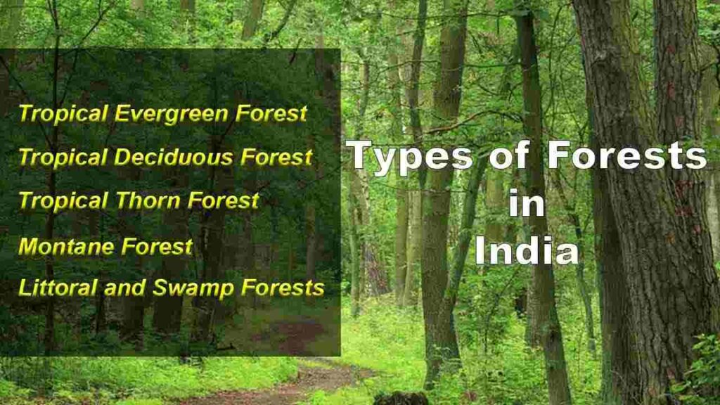 Explore 10 Difference between Evergreen and Deciduous forest