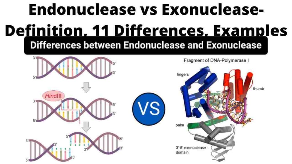 Difference between Exonuclease and Endonuclease poster