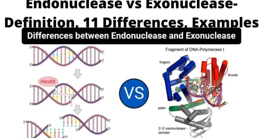 Explore Key 15 Difference between Exonuclease and Endonuclease