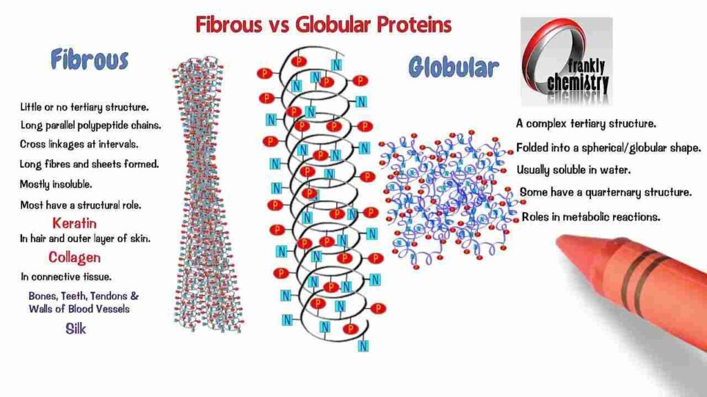 Difference between Globular and Fibrous Protein poster
