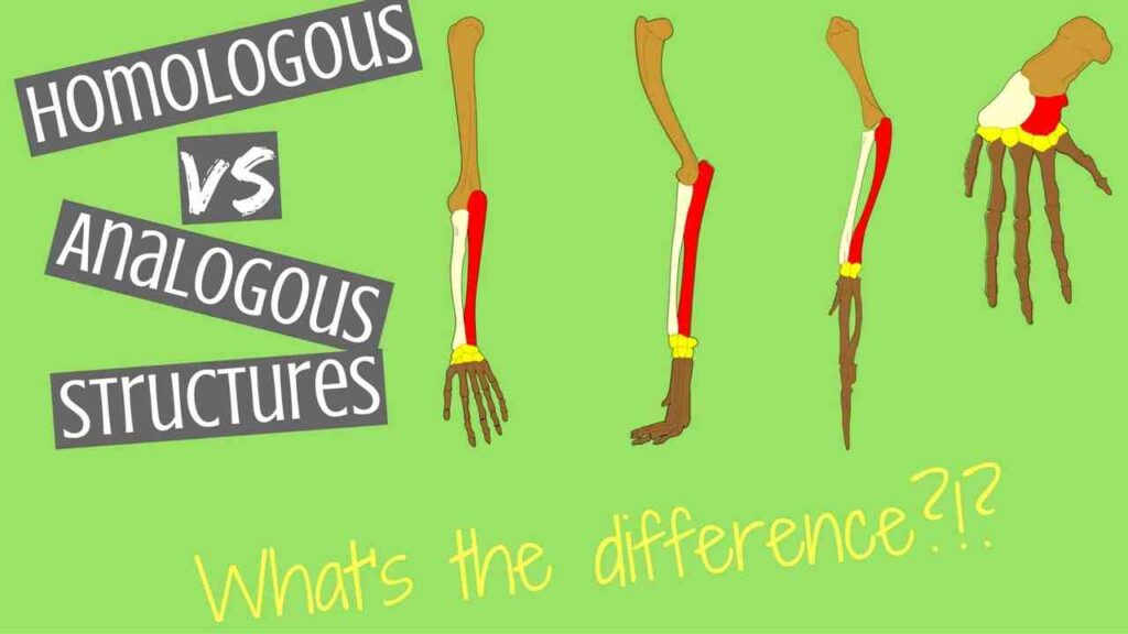 Difference between Homologous and Analogous Organs