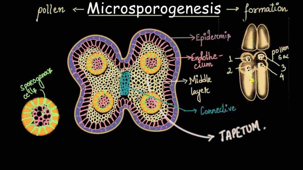 Difference between Microsporogenesis and Megasporogenesis poster