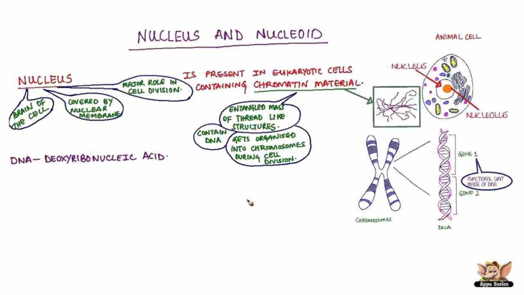 Difference between Nucleus and Nucleoid poster