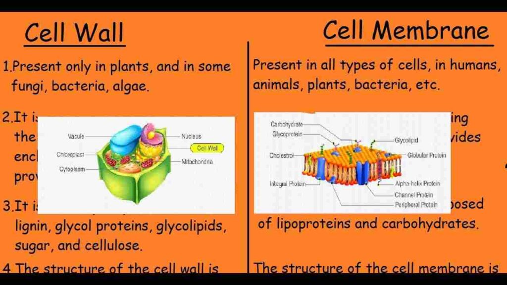 Difference between Plasma membrane and Cell wall poster