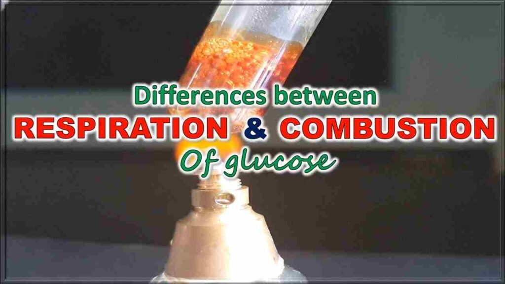 Difference between Respiration and Combustion poster