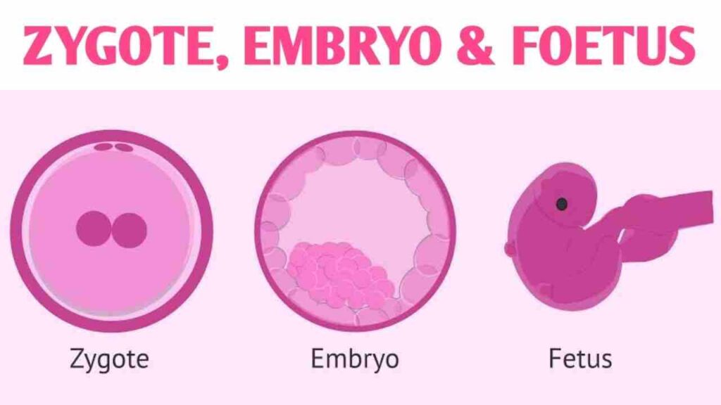Difference between Zygote and Foetus poster