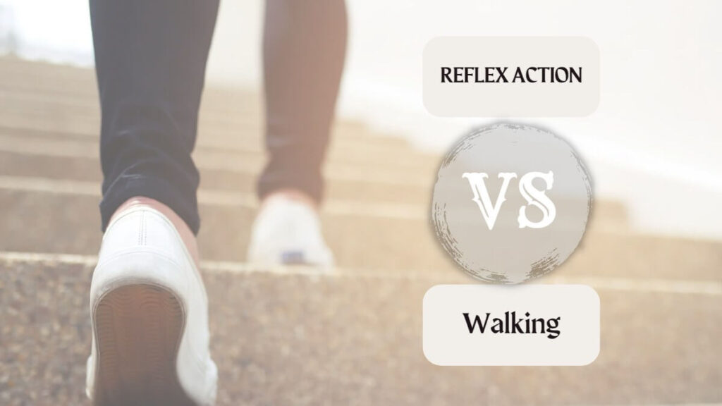 Difference between a reflex action and walking