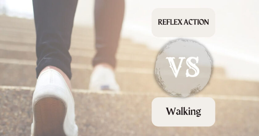 Learn What is the Difference between a reflex action and walking