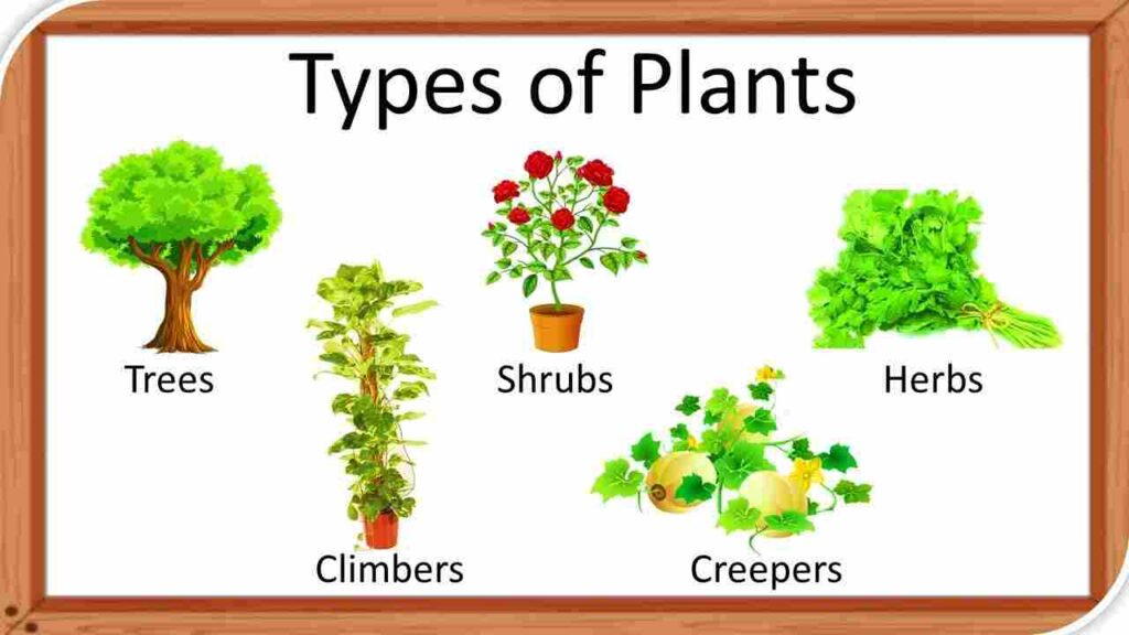 Difference between herbs and shrubs poster