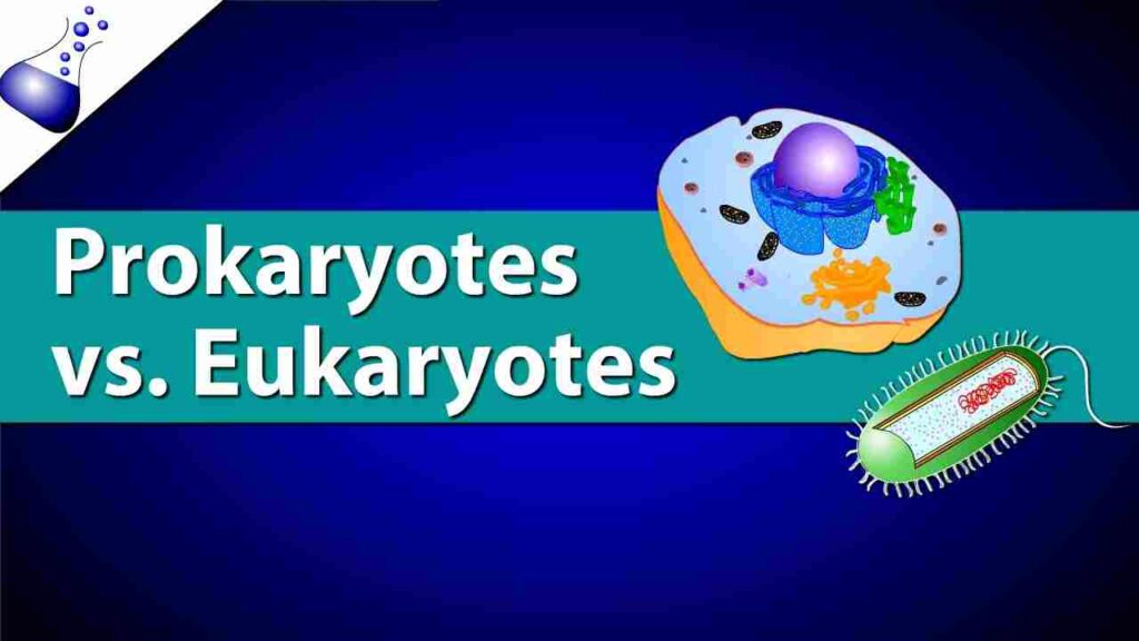 15 Difference between prokaryotic and eukaryotic cell for class 11 poster
