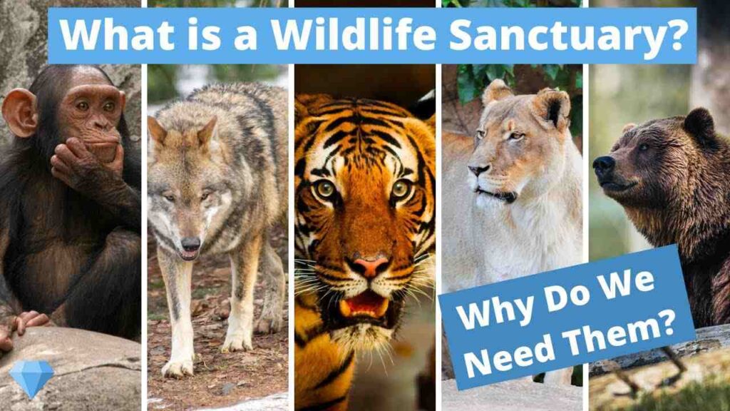 Difference between zoo and wildlife sanctuary
