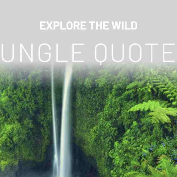 50 Jungle Quotes and Captions: Exploring the Wild Wisdom