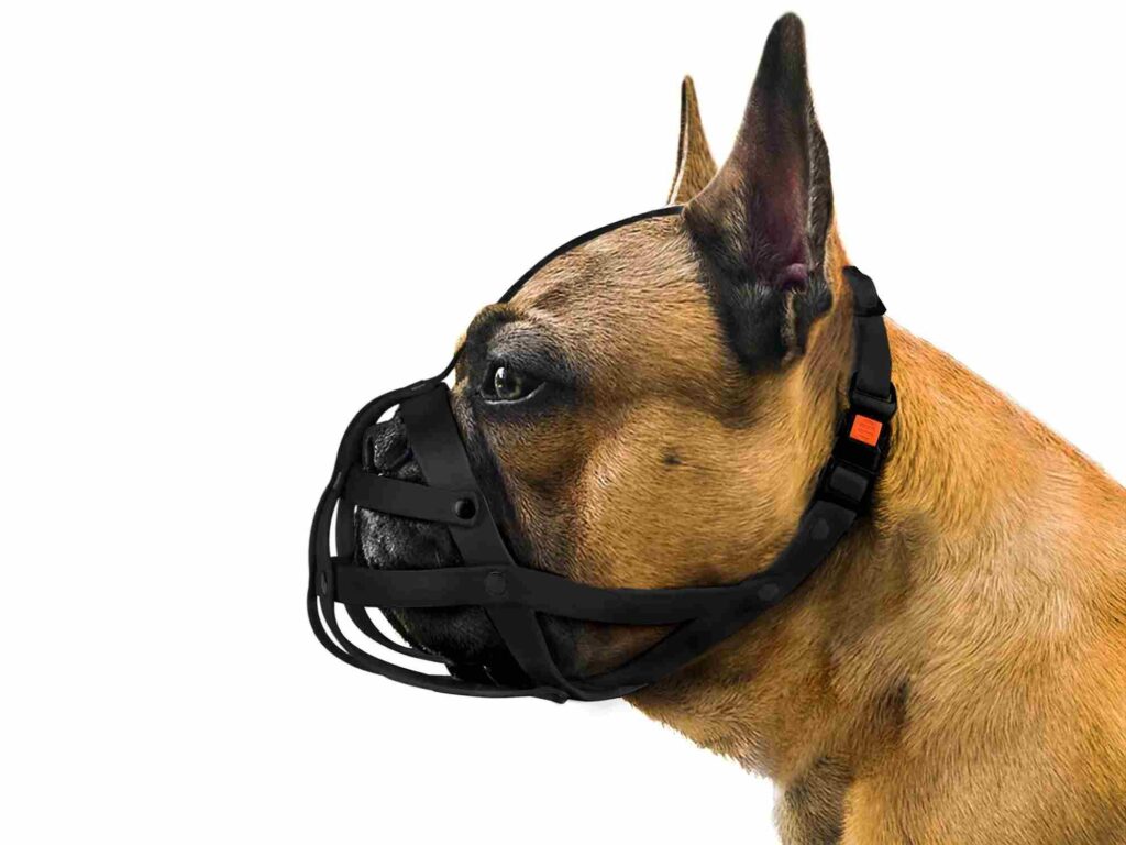 Muzzle for a French Bulldog