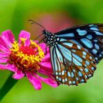 Fluttering Wings: A Poem on Butterflies