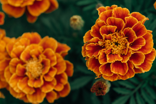 “The Significance of Marigolds: A Short Story of Hope & Growth”