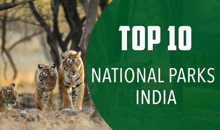 Discover the Wild Wonders: Top 10 National Parks in India