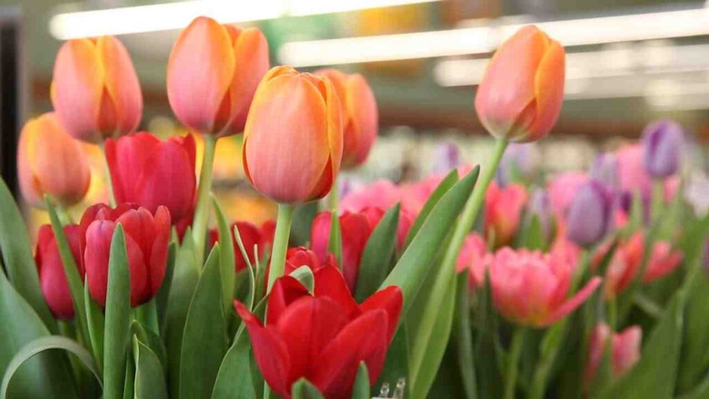 Tulip Quotes and Captions