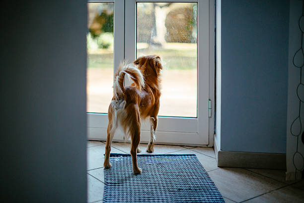 “Faithful Companion: A Poem About Waiting at the Door with a Dog”