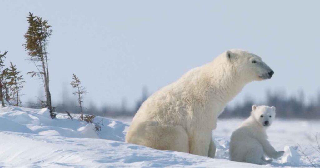 Why Must We Protect Polar Bears