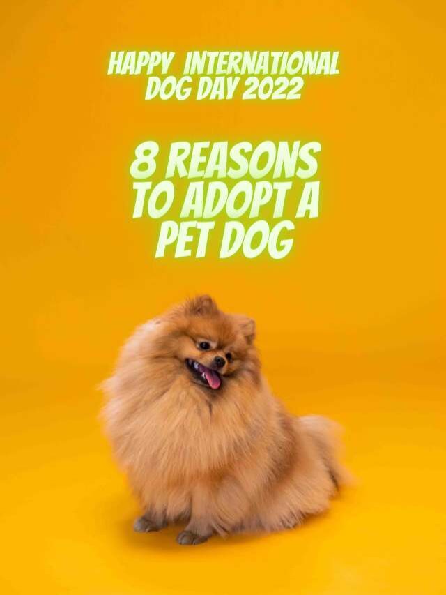 International Dog Day 2022: 8 reasons to adopt a pet dog