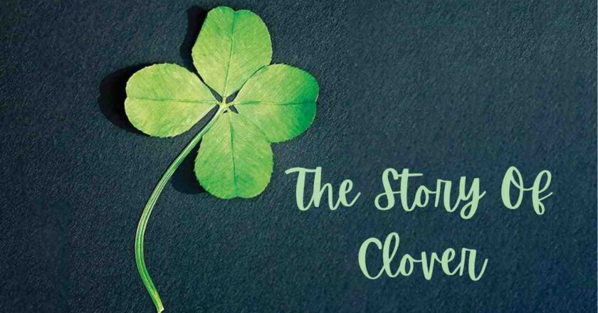 “Journey of Discovery: The Inspiring Story of Clover”